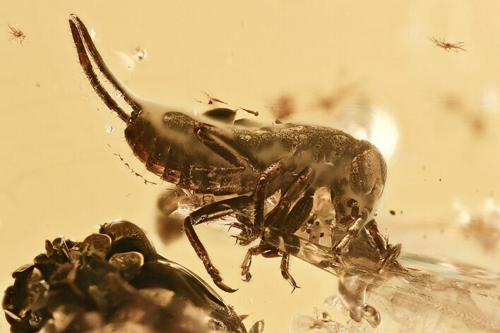 Detailed Fossil Earwig (Dermaptera) In Baltic Amber - Rare Inclusion #330730